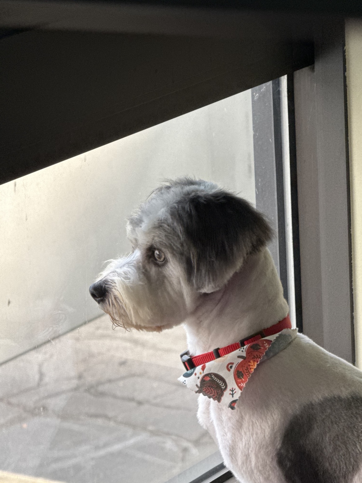 Wilson on guard at work after his first grooming