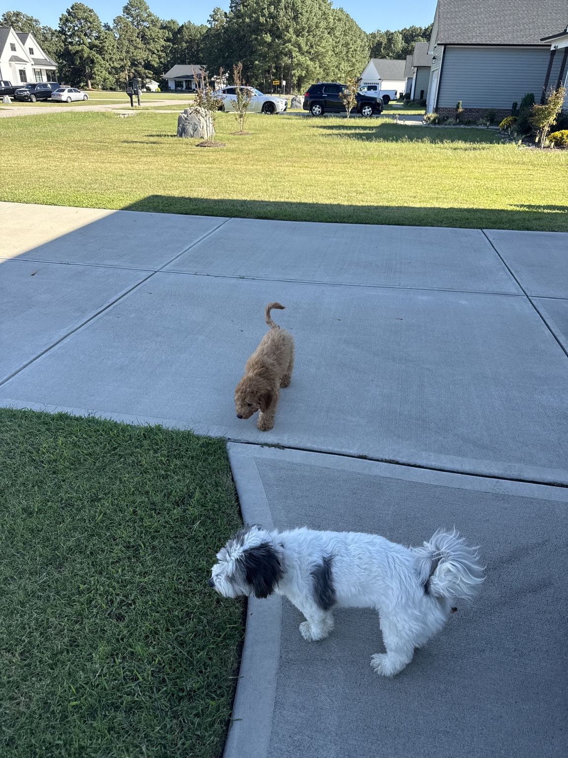 Pooh Bear and Wilson exploring the driveway and grass together