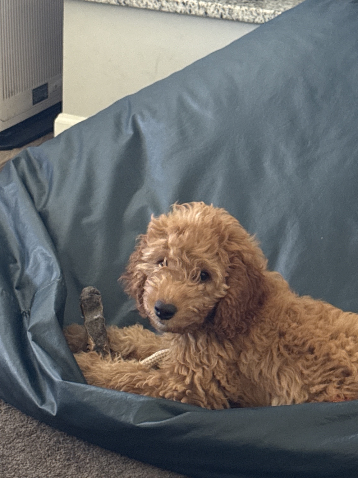 Winnie Pooh Bear, an apricot cavapoo puppy relaxing on his blue bed